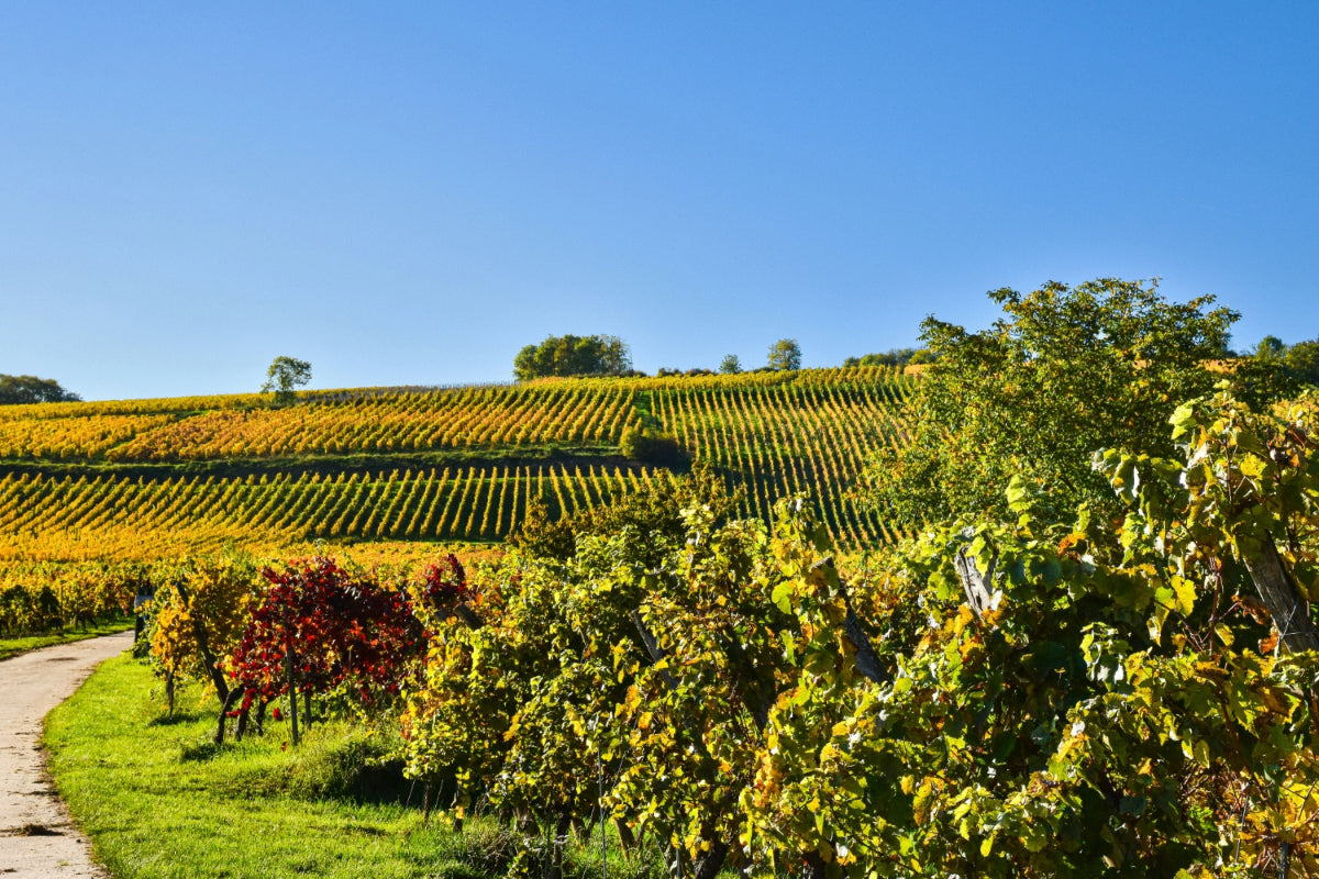 Muscat vines in Alsace