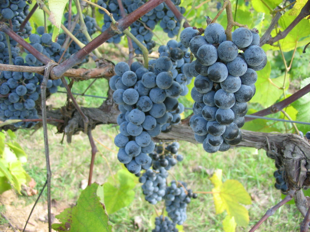 País vines