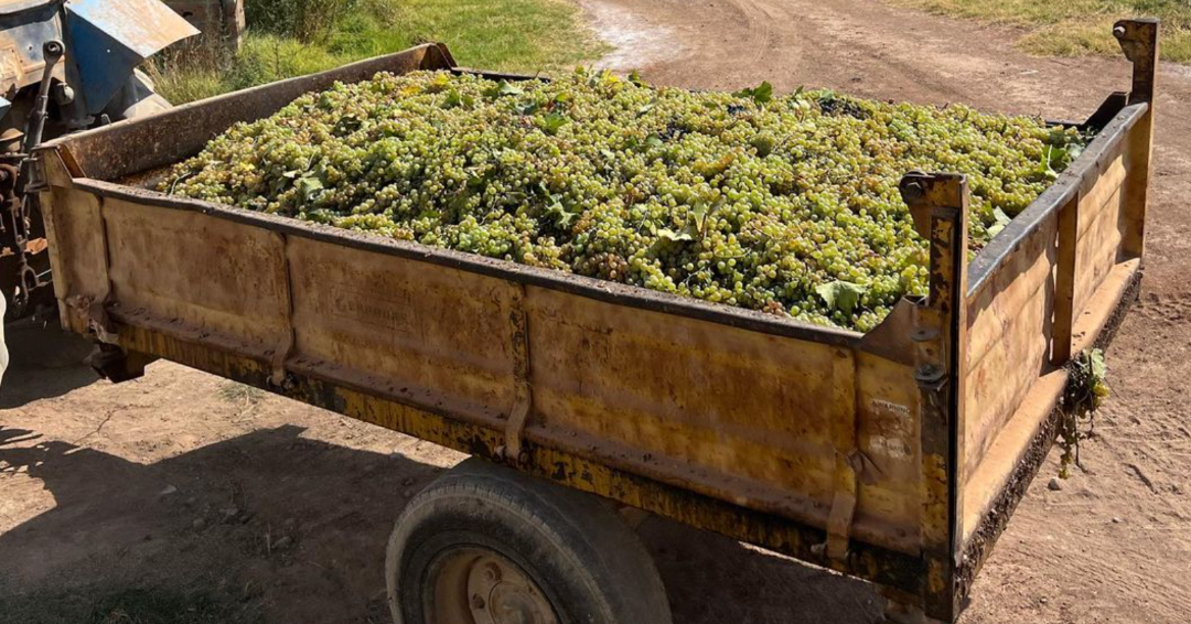 Armenian grapes in historic vessel