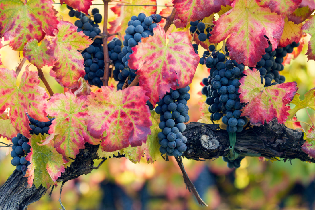 Sagrantino grapes on the vine