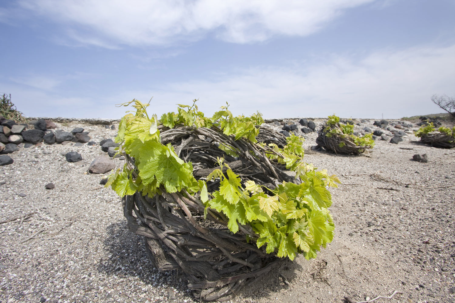 An Introductory Guide to Greek Wine